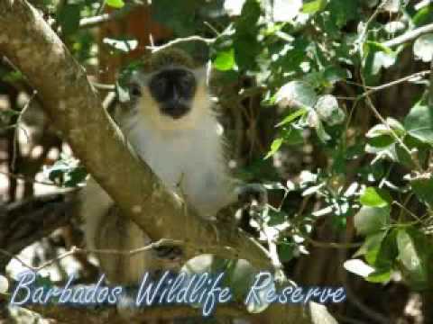 Barbados Wildlife Reserve Glory Tours