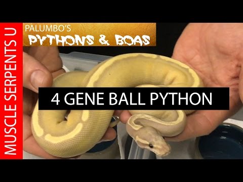 YouTube reptile video