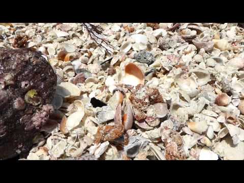 how to whiten scallop shells