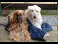 Molly the Irish Wolfhound
