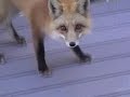 The Fox 2