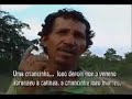 A soja no entorno do território indÃgena Krahô - Brasil