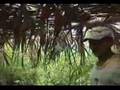 A soja no entorno do território indígena Krahô - Brasil