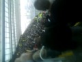 Newcastle Vs Watford