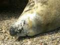videos de montage photos marineland