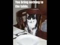 Caturday VII