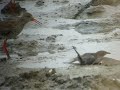 Dying Starling, Ezumakeeg