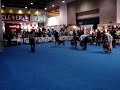 Esp. Boxers del  Valle de Mexico AC 15 Sep