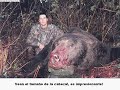 ¡¡¡OSO ENORME¡¡¡