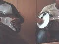 moi-obanjo-mn-frer-guitar.html