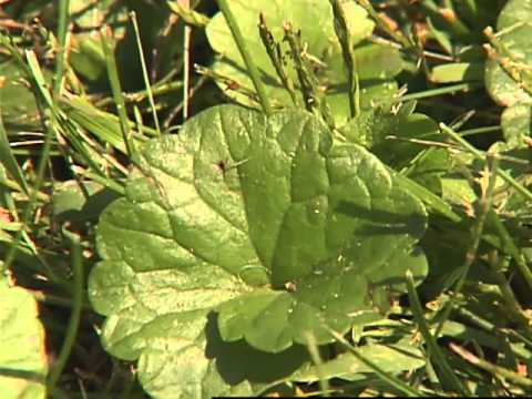 how to eliminate ivy in the ground