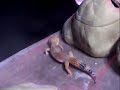 How to breed Leopard Geckos How to breed Leopard Geckos