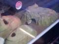 How to breed Leopard Geckos