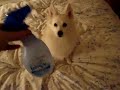 Aspen-Loves-Febreze