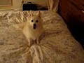 Aspen-Loves-Febreze