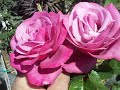 Rose Barbra Streisand.mov