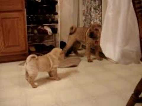 Sharpei