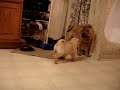 Shar-Pei Puppy Dominates