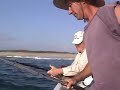 Crevalle Jack caught on Conventional tackle Crevalle Jack caught on Conventional tackle