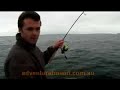 Adventure Bound - Giant Southern Calamari