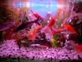videos de Gold fish tank
