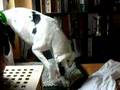 DOGO ALEMAN JUGANDO