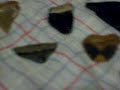 shark teeth
