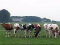 Bij de pinken