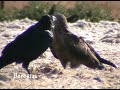 Cuervo ( Corvus corax ) Cuervo ( Corvus corax )