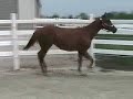 Dbl Reg. Ky Incentive Fund Yearling