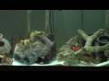 Great Barracuda and Groupers Fedding in my Saltwater Tank