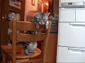 声をかけられて嬉しい猫2(=^・^=) I am glad to be called to you♪part2