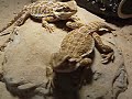 Beardie fight (not too rough)