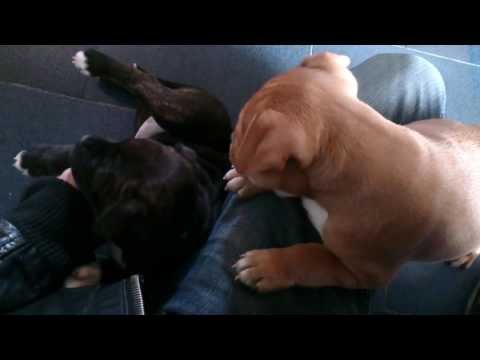 staffie