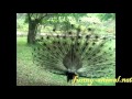 Peacock opening his tail