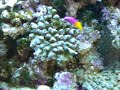 Reef,tank,