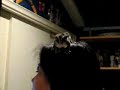 Luna flies