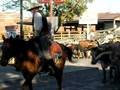 Cattle Drive