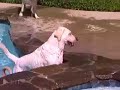 \"Dog Tales\" episode D-106 promo \"Dog Tales\" episode D-106 promo