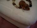 Hamster