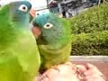 BABY conure ?? parrot ???? love bs bird PET ?? BABY conure ?? parrot ???? love bs bird PET ??