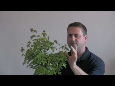 how to train jade bonsai