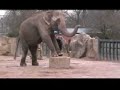 Sonim XP1 - elephant test Sonim XP1 - elephant test
