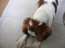 My Puppy Molly 2/3