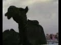 موقع سمان الهرج الشعبي موقع مزاين مزايين الابل ابل بعير ناقه ناقة فحل مجاهيم وضح قصايد قصيده قلطات قلطه شعر اشعارالهاجري القحطاني العتيبي السبيعي اليامي العجمي المري الحربي الدوسري
