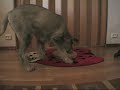 Repe ja dogspinny