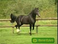 Wild horses