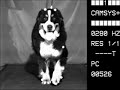 Berner Sennenhund,Bewegungsstudie SSV
