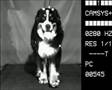 Berner Sennenhund,Bewegungsstudie SSV