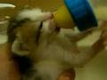 子猫 ミルク飲み手乗りーず